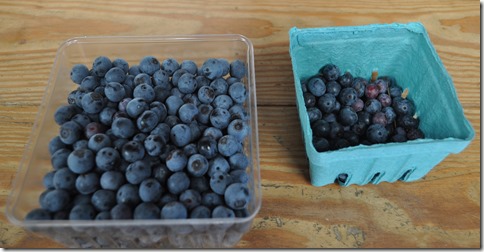 College Run Farms, blueberry picking, blueberry farm, blueberry patch