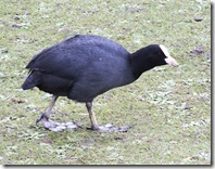 coot