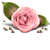 [50x50-roseTop-TR%255B2%255D.gif]