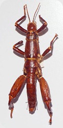 insecto_palo insecto_palo