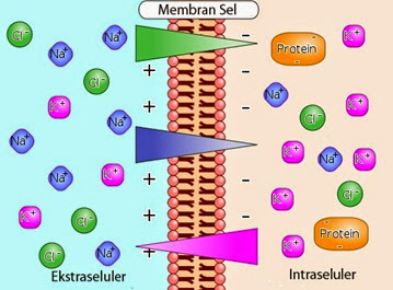 penyusun membran sel