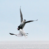 Parasitic jaeger and laughing gull