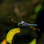 IMG_3482.JPG