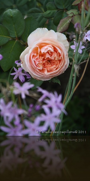 IMG_7209 IMG_7209