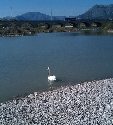 [CISNE%2520EN%2520ALTEA%2520211%255B3%255D.jpg]