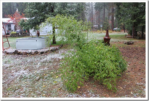111124_Phyllostachys-nigra-Punctata_03 111124_Phyllostachys-nigra-Punctata_03