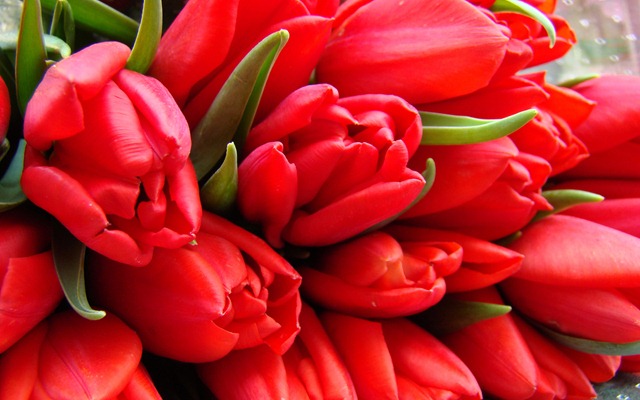 [tulips3.jpg]