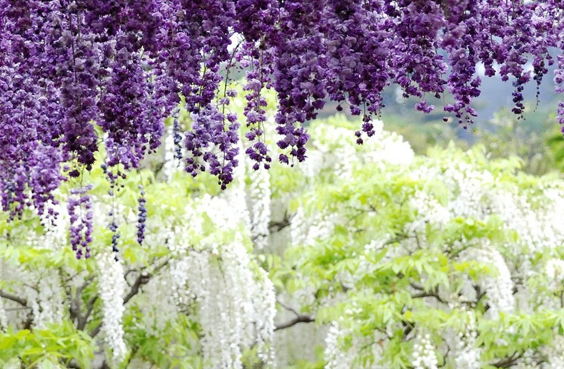 حديقة زهرة الحب Ashikaga-flower-park-23%255B2%255D