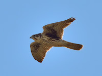 DSC_7290.jpg