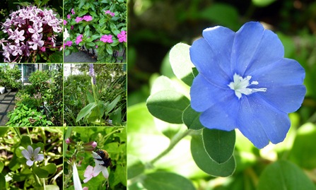 View Jill's Walk Through the Butterfly Garden
