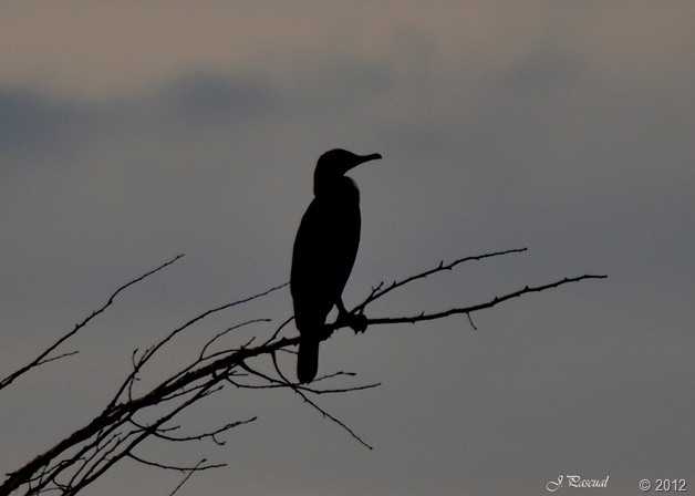 Cormorán grande (2)