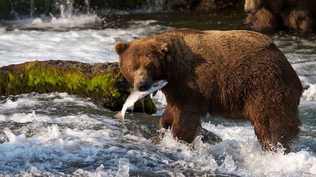 [brown-bears-of-katmai-hunting-salmon-vol-2%255B2%255D.jpg]