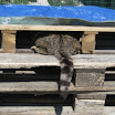 Luoghi strani per dormire.jpg