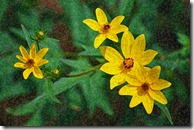 AE-WatercolorSponge-10-2400 AE-WatercolorSponge-10-2400