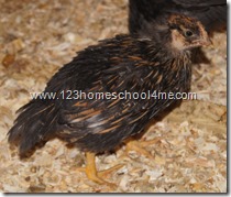 5 week old Easter Egger 5 week old Easter Egger