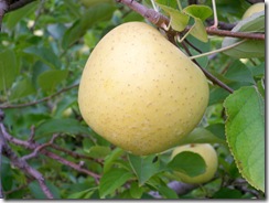 appels17 appels17