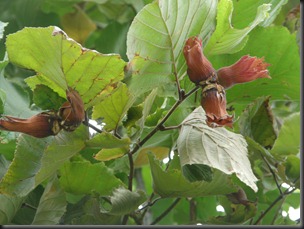 garden hazelnuts 