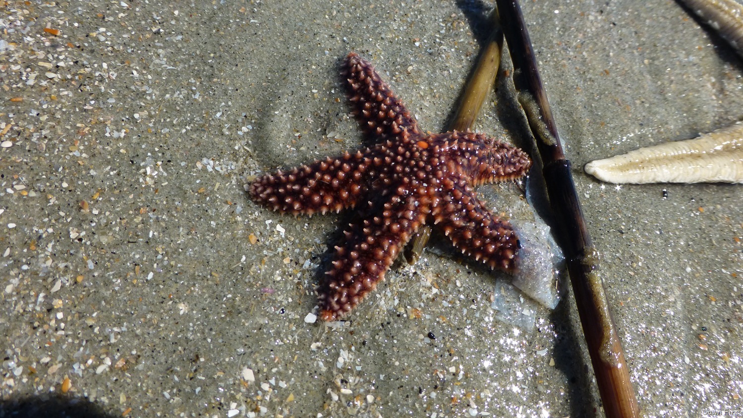 [Beach-Debris-North-beach_0063.jpg]