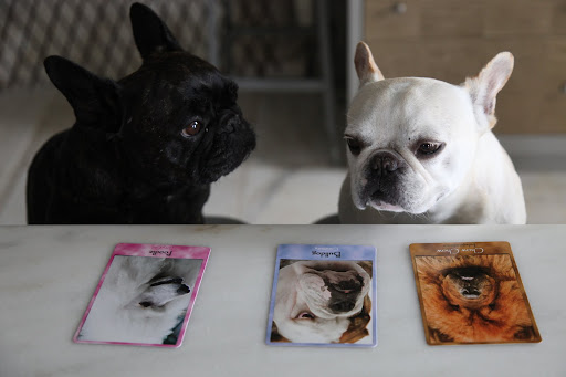Sharkey, what are all of these photo cards in front of you?