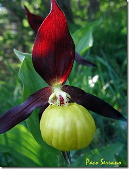 cypripedium-calceolus