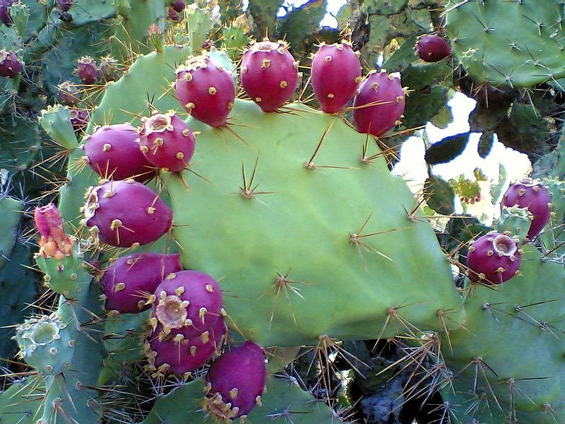 [800px-Prickly_pear_cactus_beed%255B5%255D.jpg]