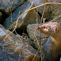 Indian Grey Mongoose