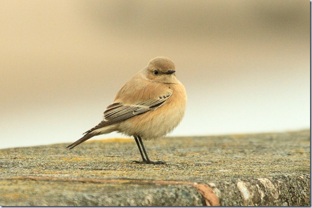 Rhyl_DesertWheatear-3