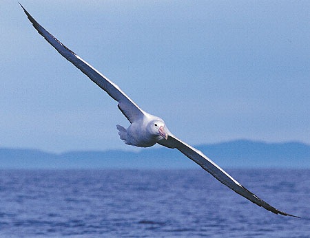[albatross1%255B4%255D.jpg]