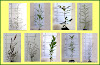 500x TREE & SHRUB COMBO 