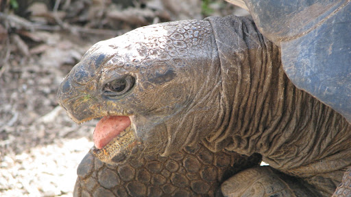 One of the Zoo's female tortoises
photo credit:  Michele Skalicky