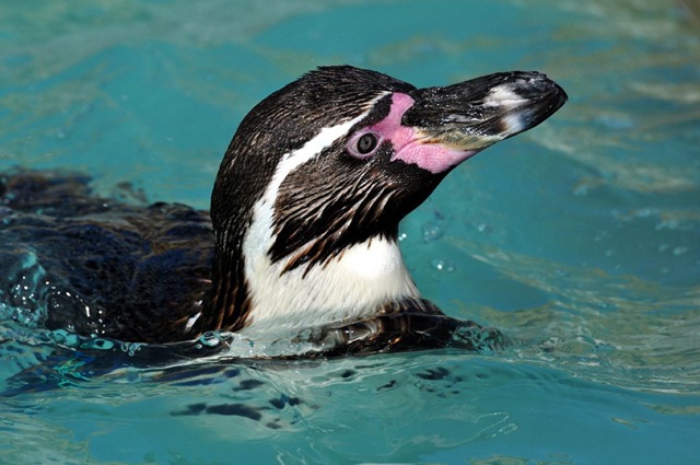 [1st%2520-%2520Turner%2520Joe%2520-%2520Penguin%2520Swimming%2520%2528resized%2529%2520%25202011%255B4%255D.jpg]