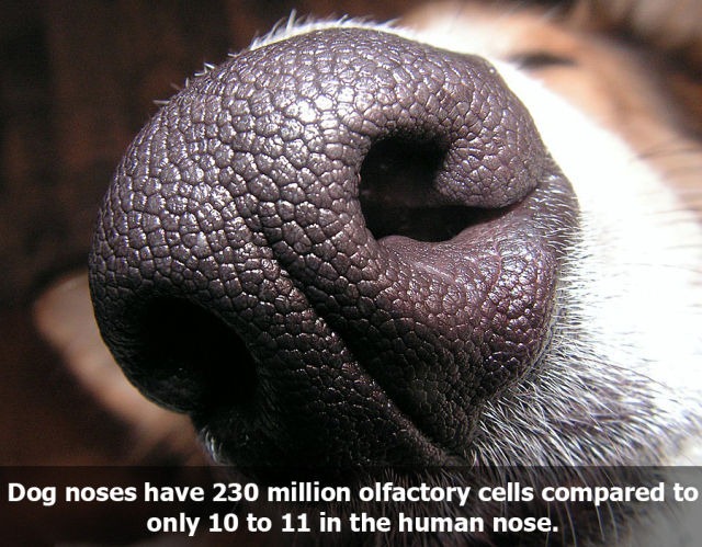 [10_interesting_facts_about_smelling_640_02%255B5%255D.jpg]