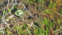 cranberry harvest 9.28.13 frog in ditch