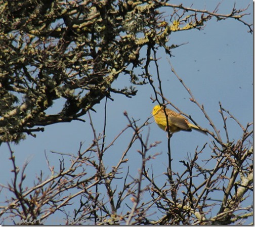 6-yellowhammer