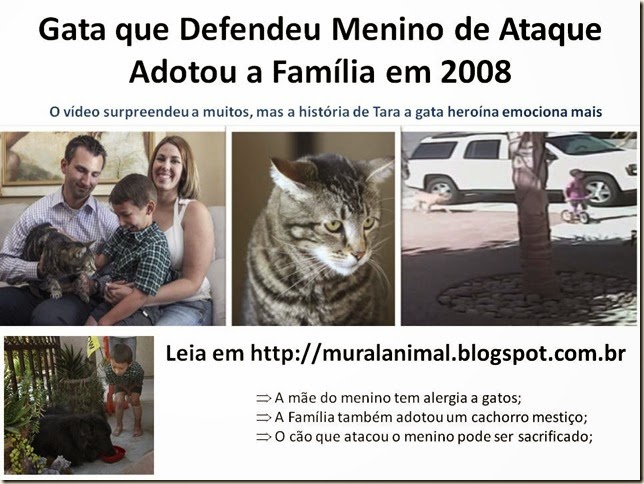 Gata que Defendeu Menino de Ataque