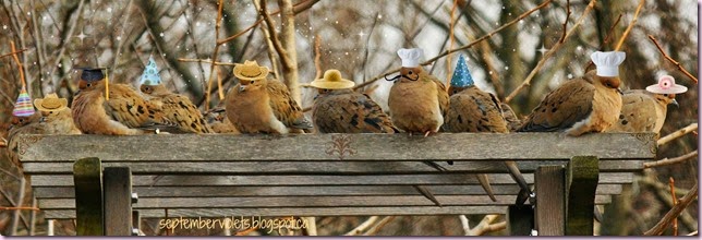 Doves in Hats