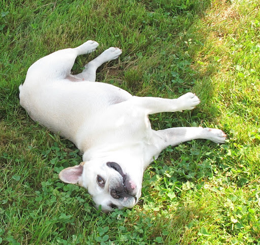 It's another lazy, hazy, summer day here at the farm.  I wish there was something fun to do that doesn't require too much effort.