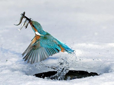 al volo al volo