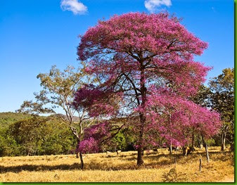 Aniba rosaeodora 1 Aniba rosaeodora 1