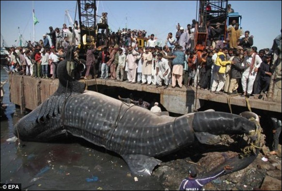 Giant 40-foot Whaleshark Caught 06