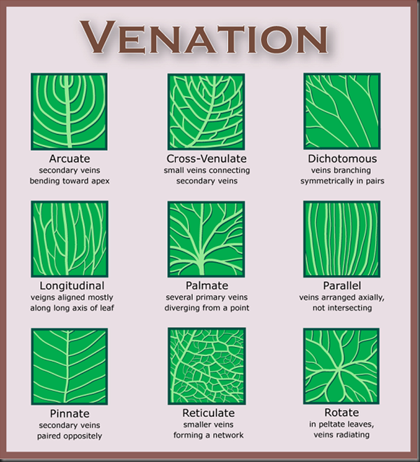Venation types of leaves with diagrams