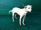 LUNAUD
Hembra 8 meses. Juguetona, guardián