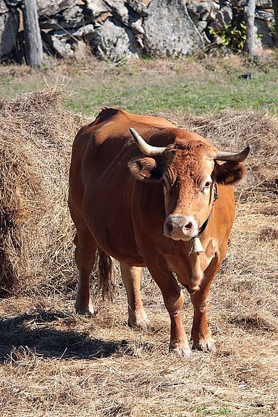cow.jpg cow.jpg