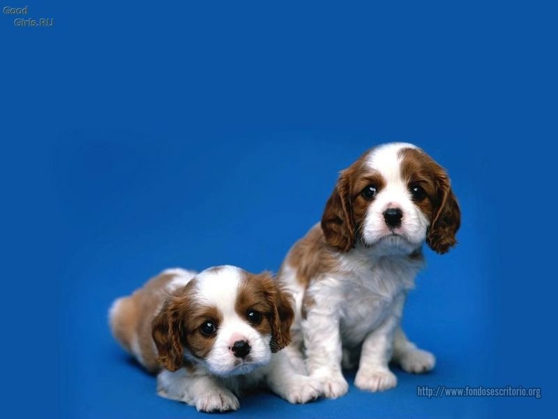 [fotos%2520de%2520perritos%2520imagenesifotos.blogspot%2520%25281%2529%255B8%255D.jpg]