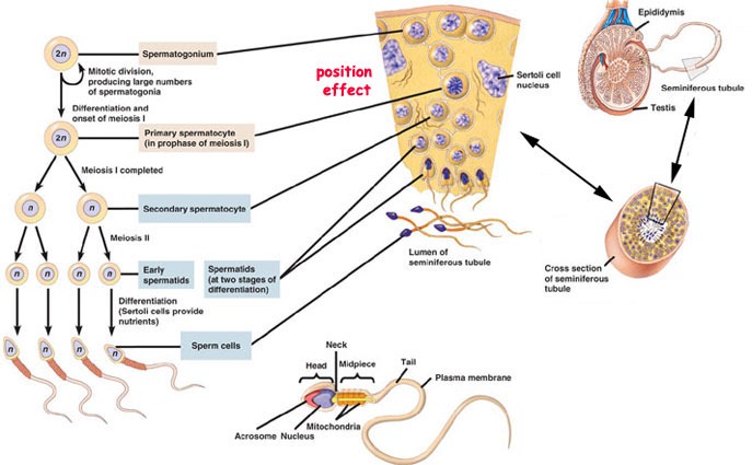 [c7.46.12.spermatogenesis%255B4%255D.jpg]