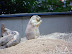 National Zoo in August