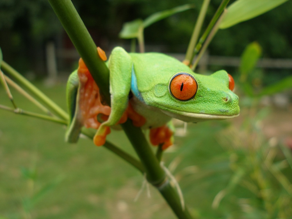 [red_eye_tree_frog%255B4%255D.jpg]