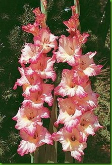 Gladiolus Priscilla Gladiolus Priscilla