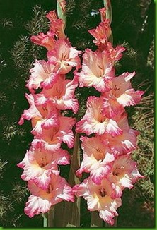 Gladiolus Priscilla