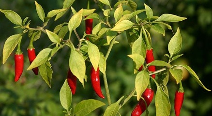 [ac8144337ebeae54625b1041be88d29d%5B4%5D.jpg]